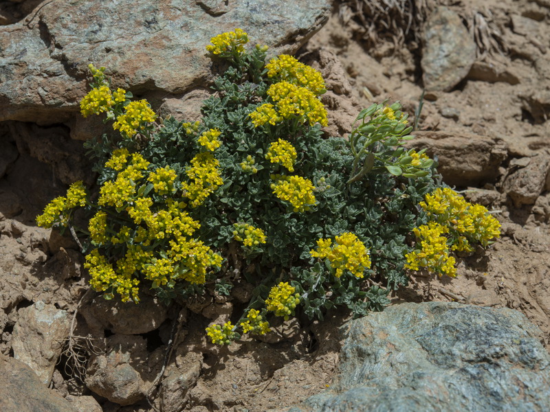 Alyssum fastigiatum.04