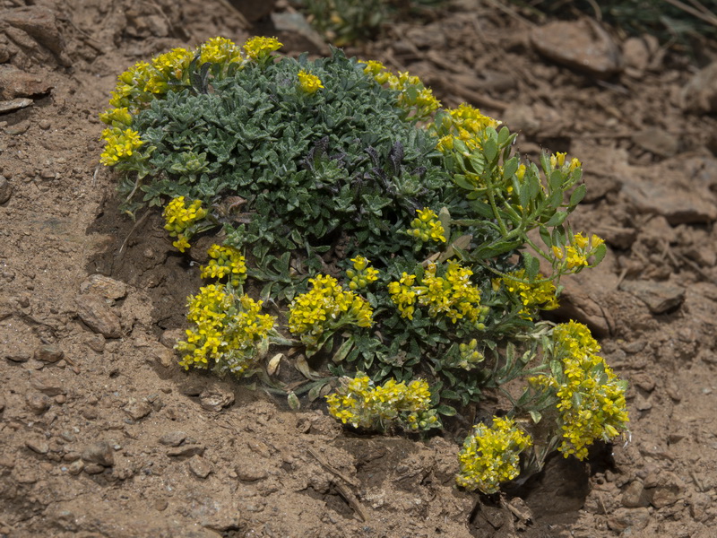 Alyssum fastigiatum.05