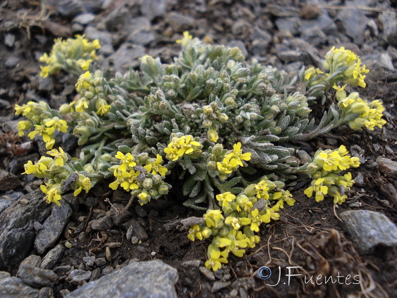 Alyssum nevadense.03