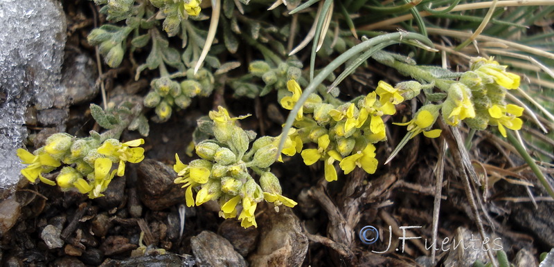 Alyssum nevadense.07