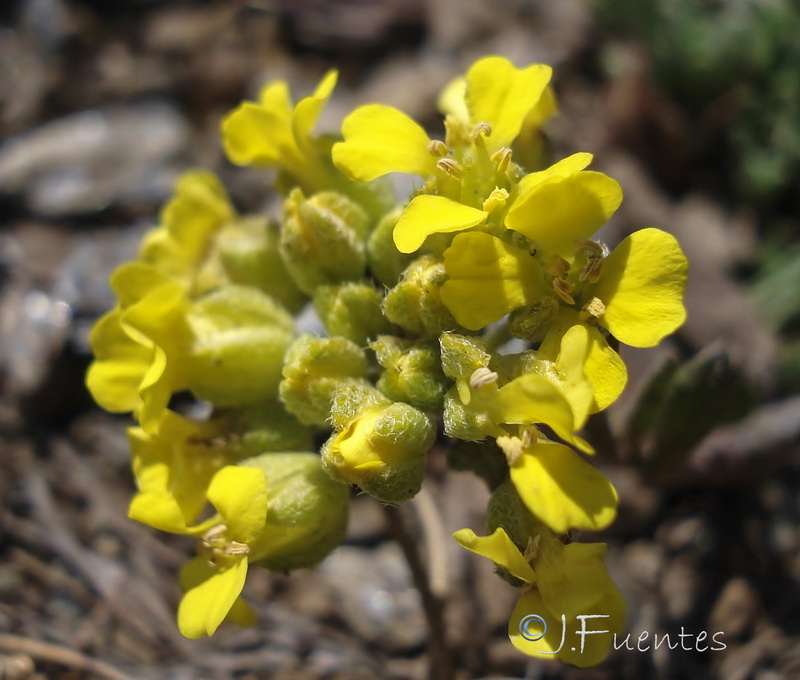 Alyssum nevadense.09