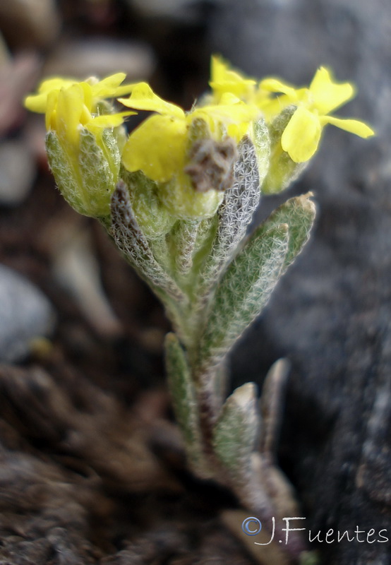 Alyssum nevadense.12