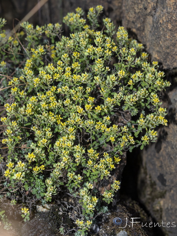 Alyssum serpyllifolium malacitanum.03