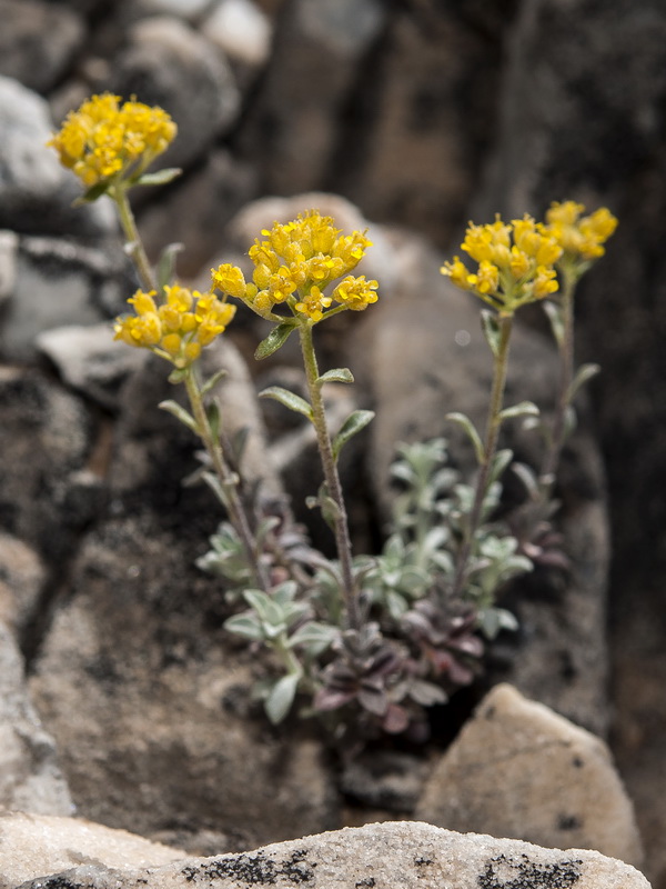 Alyssum serpyllifolium serpillifolium.02