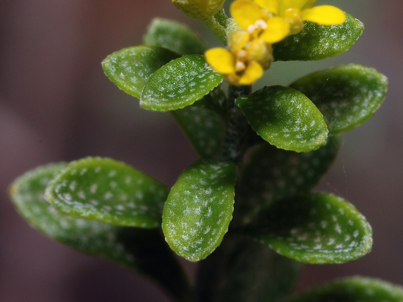 Alyssum serpyllifolium serpillifolium.06