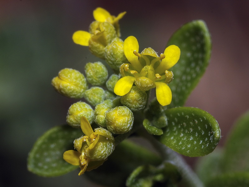 Alyssum serpyllifolium serpillifolium.15