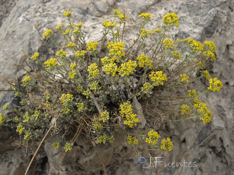 Alyssum serpyllifolium serpillifolium.20