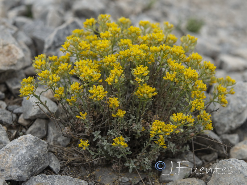 Alyssum serpyllifolium serpillifolium.21