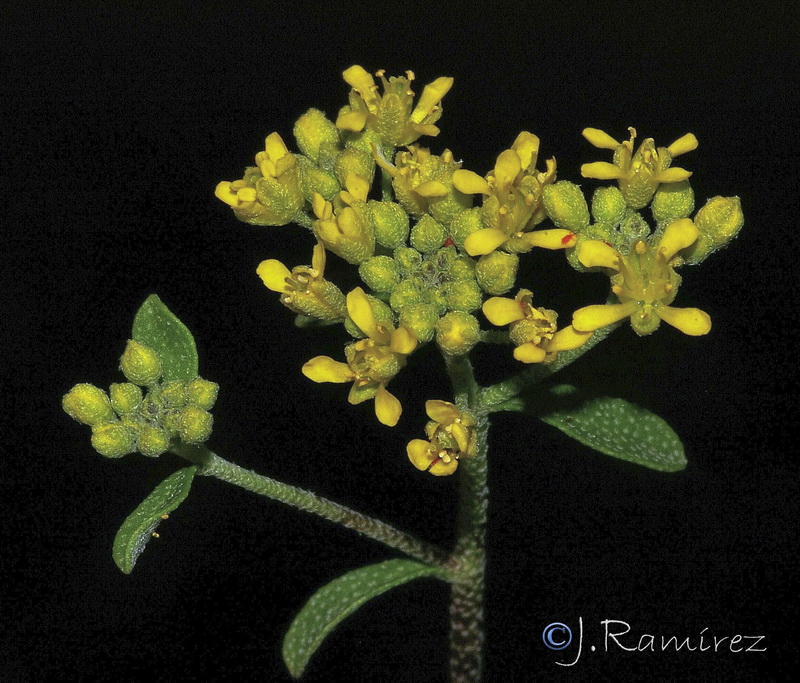 Alyssum serpyllifolium serpillifolium.10