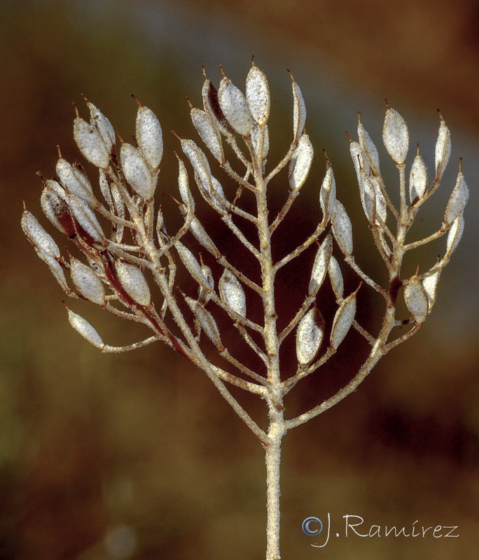 Alyssum serpyllifolium serpyllifolium.24