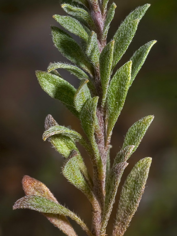 Alyssum simplex.03