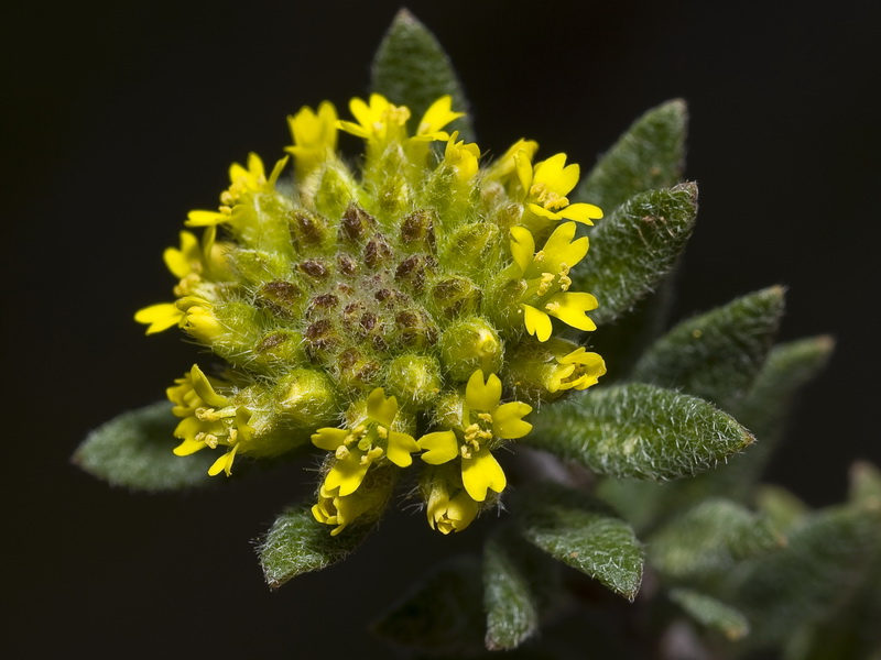 Alyssum simplex.05