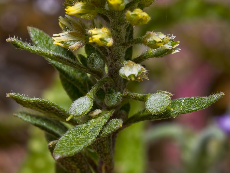 Alyssum simplex.08