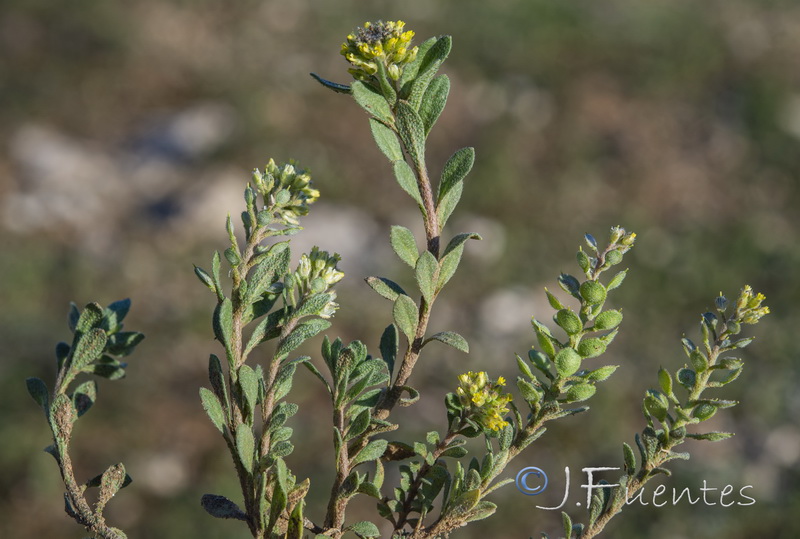 Alyssum simplex.09