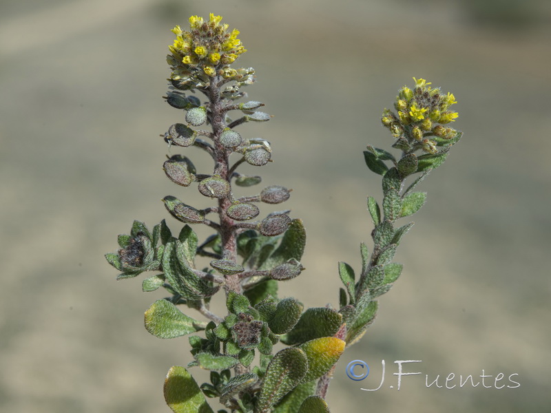 Alyssum simplex.10