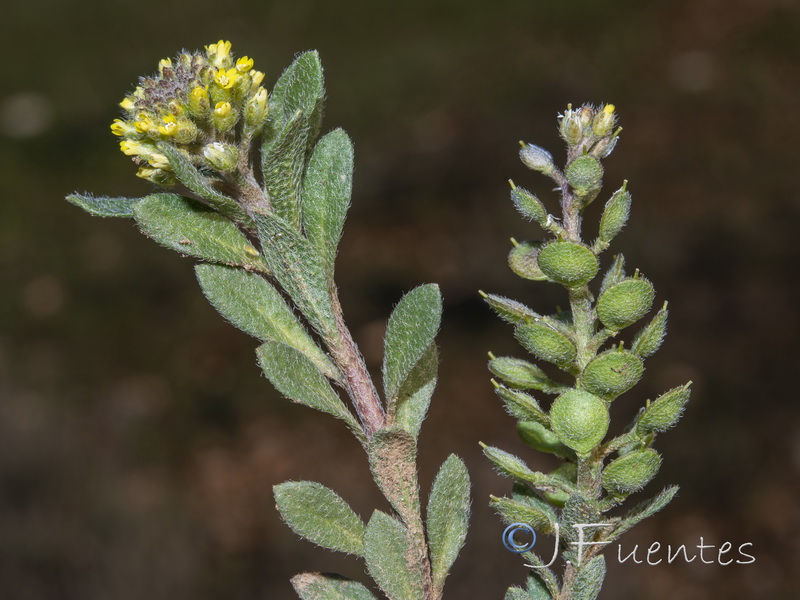 Alyssum simplex.12