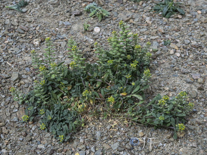 Alyssum simplex.13