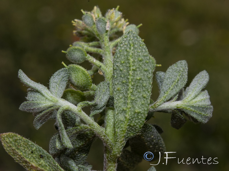 Alyssum simplex.16