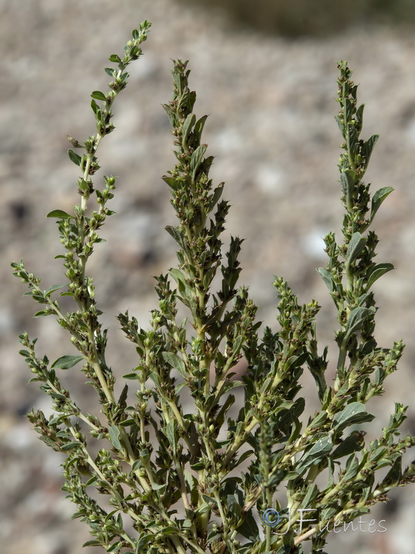 Amaranthus albus.02