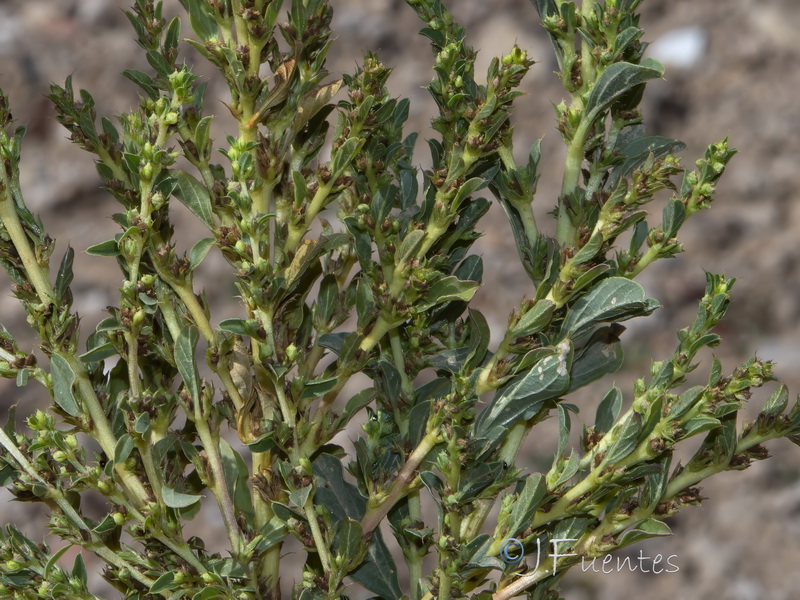 Amaranthus albus.03