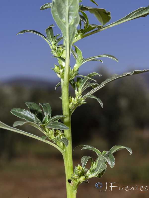 Amaranthus blitoides.05