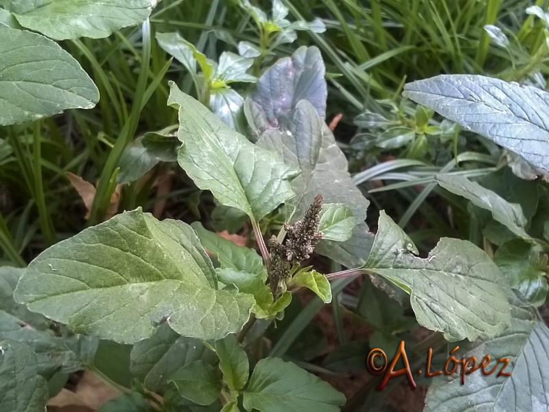 Amaranthus blitum.02