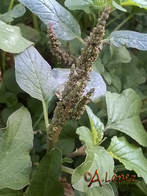 Amaranthus blitum.04