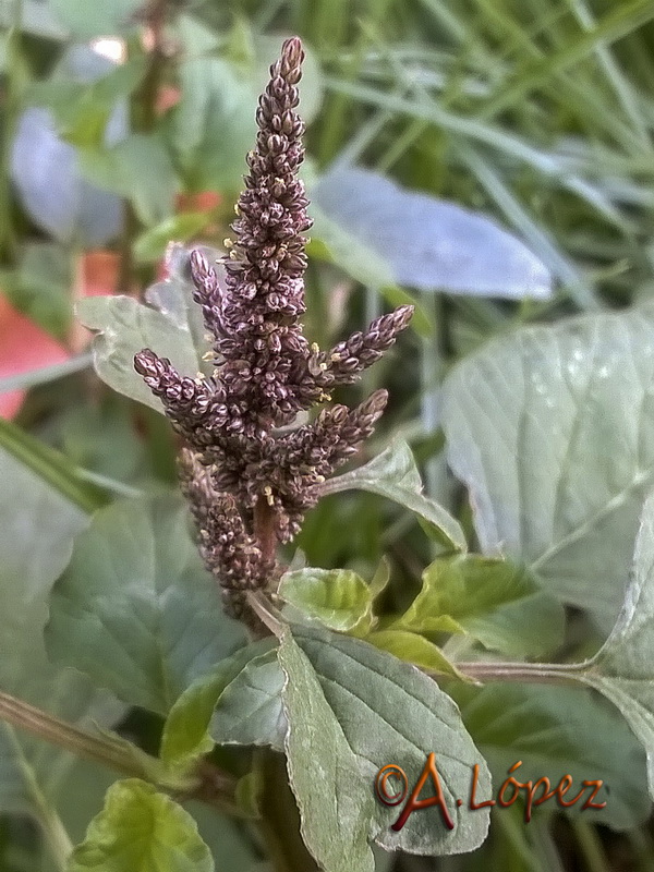 Amaranthus blitum.05