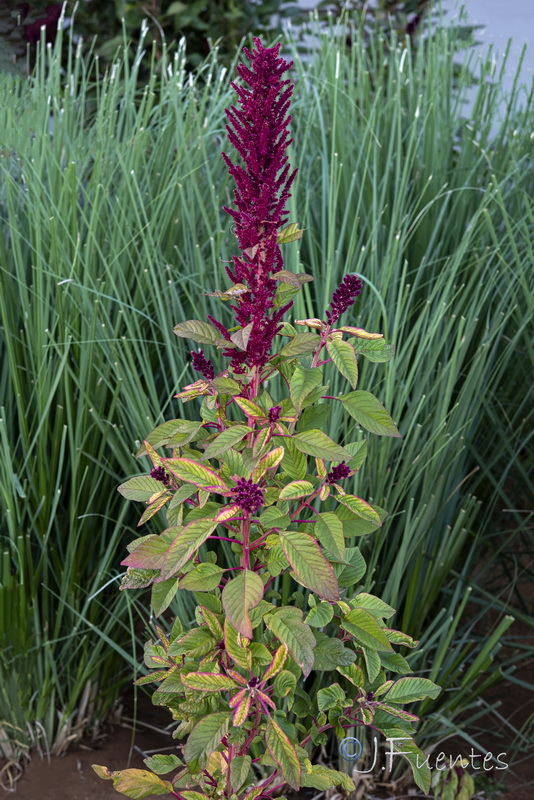 Amaranthus cruentus.01