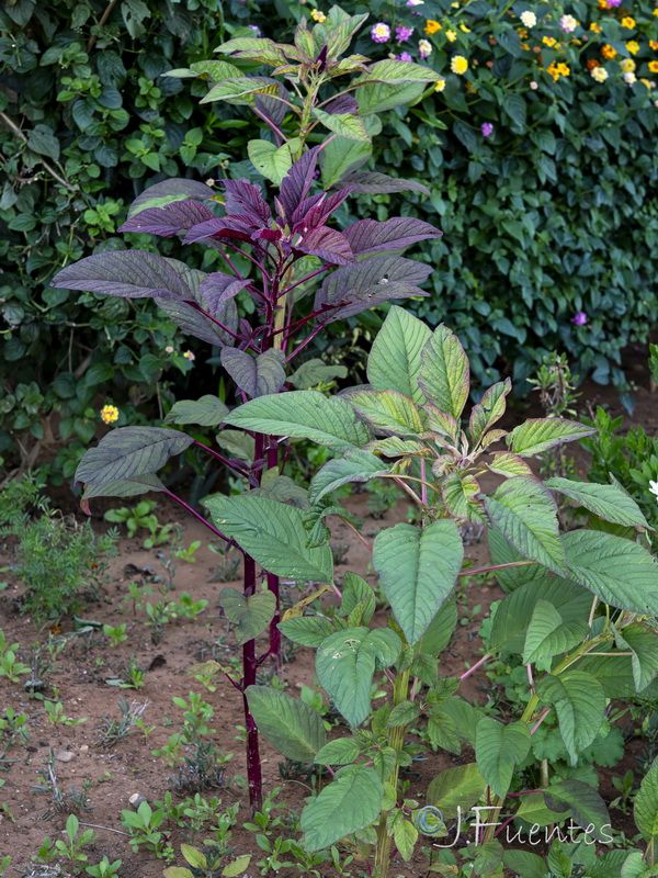 Amaranthus cruentus.02