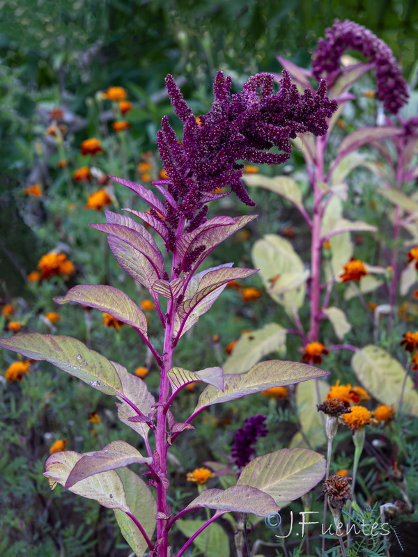 Amaranthus cruentus.03
