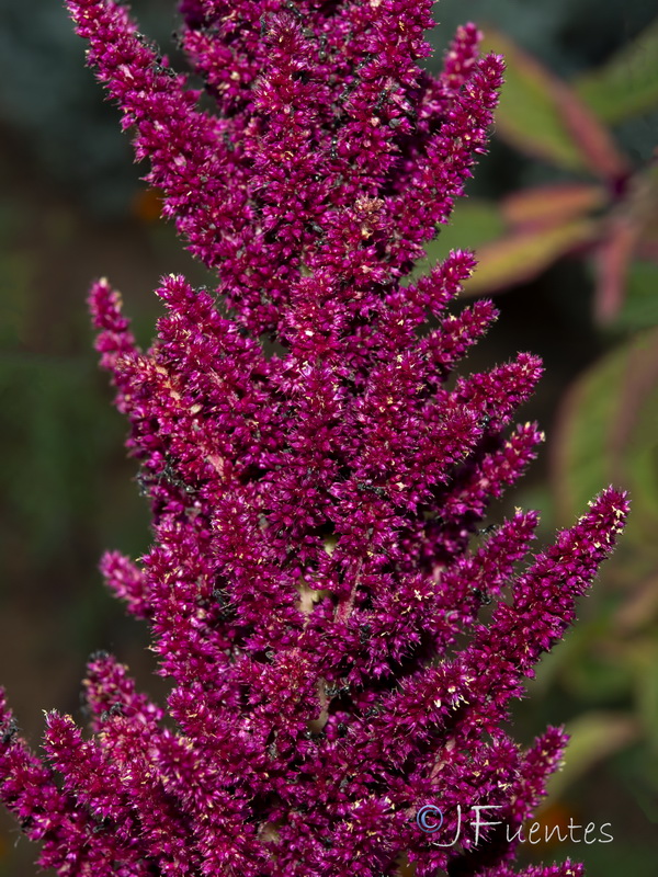 Amaranthus cruentus.04