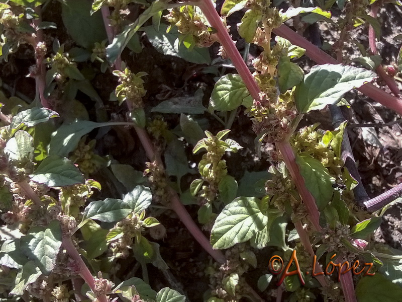 Amaranthus graecizans sylvestris.02