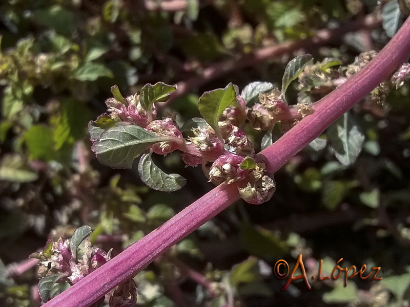 Amaranthus graecizans sylvestris.04