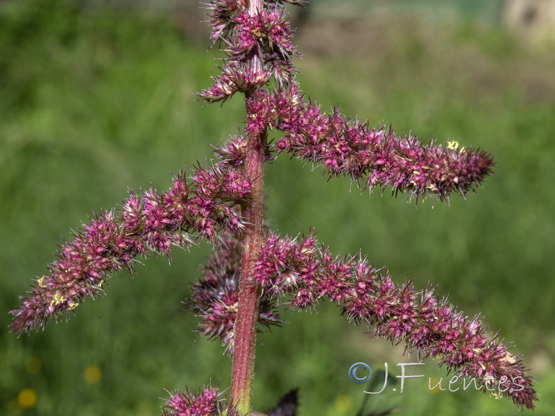 Amaranthus hybridus.05