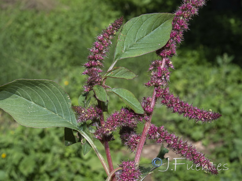 Amaranthus hybridus.06