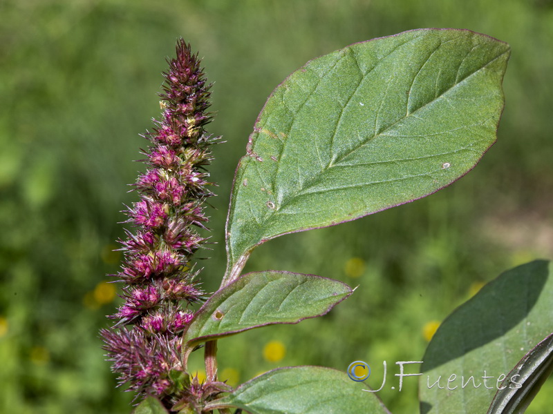 Amaranthus hybridus.08