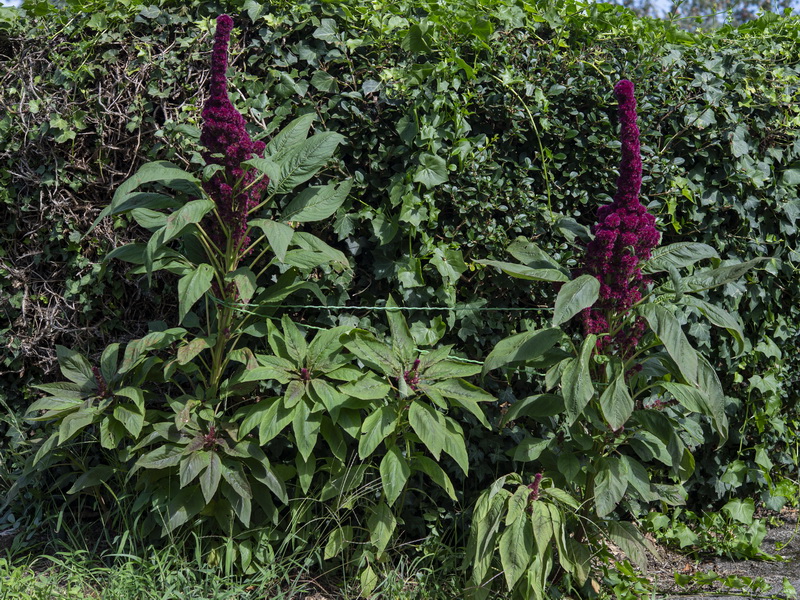 Amaranthus hypochondriacus.01