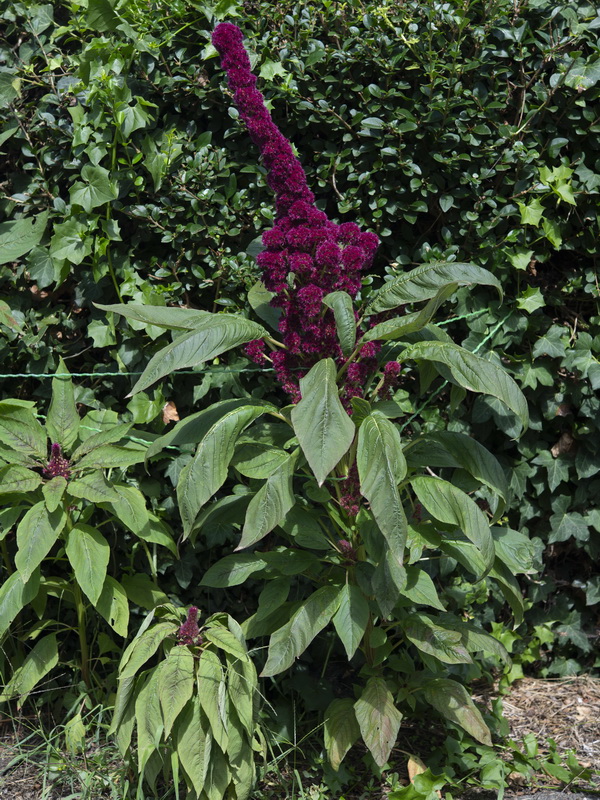 Amaranthus hypochondriacus.02