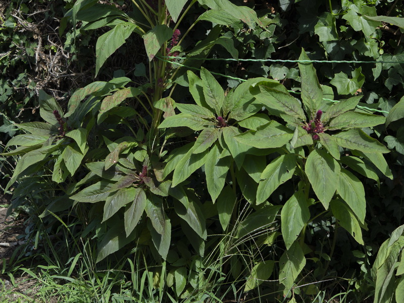Amaranthus hypochondriacus.03