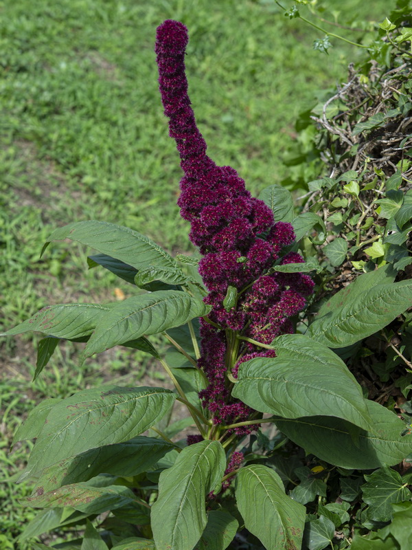 Amaranthus hypochondriacus.04