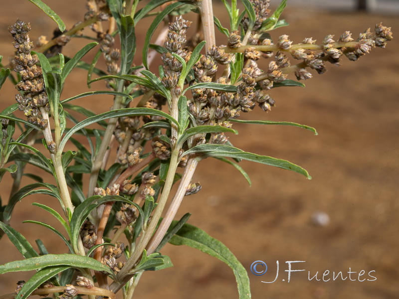 Amaranthus muricatus.02