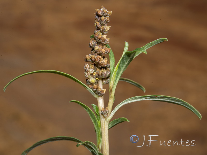 Amaranthus muricatus.03