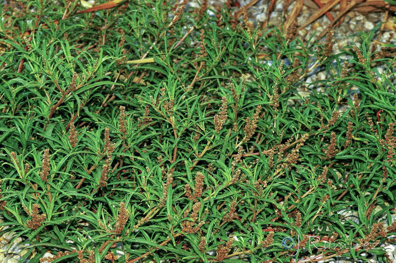 Amaranthus muricatus.05
