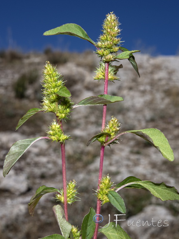 Amaranthus powellii.01