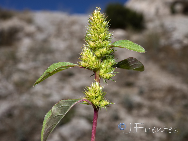 Amaranthus powellii.02