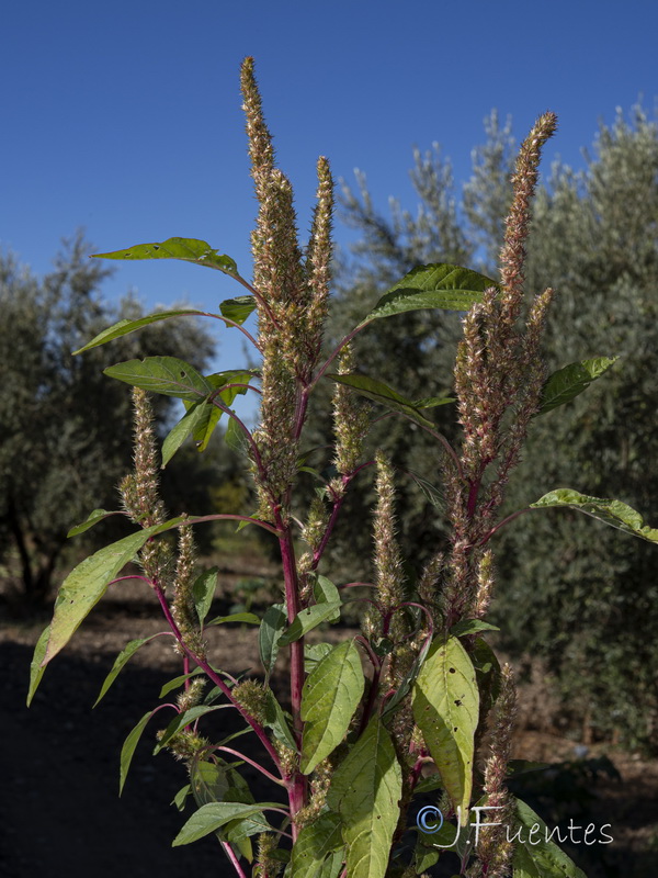 Amaranthus powellii.03