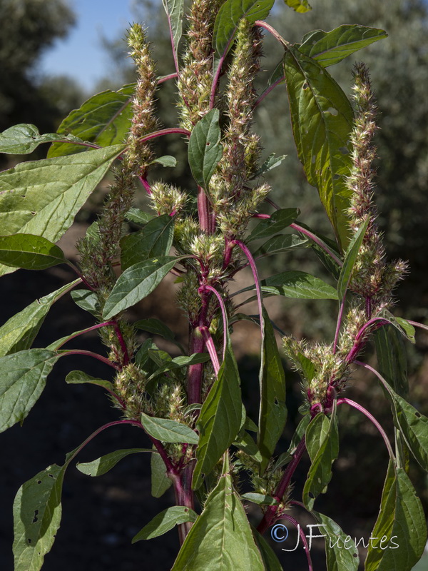 Amaranthus powellii.05