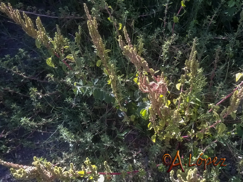 Amaranthus retroflexus.01