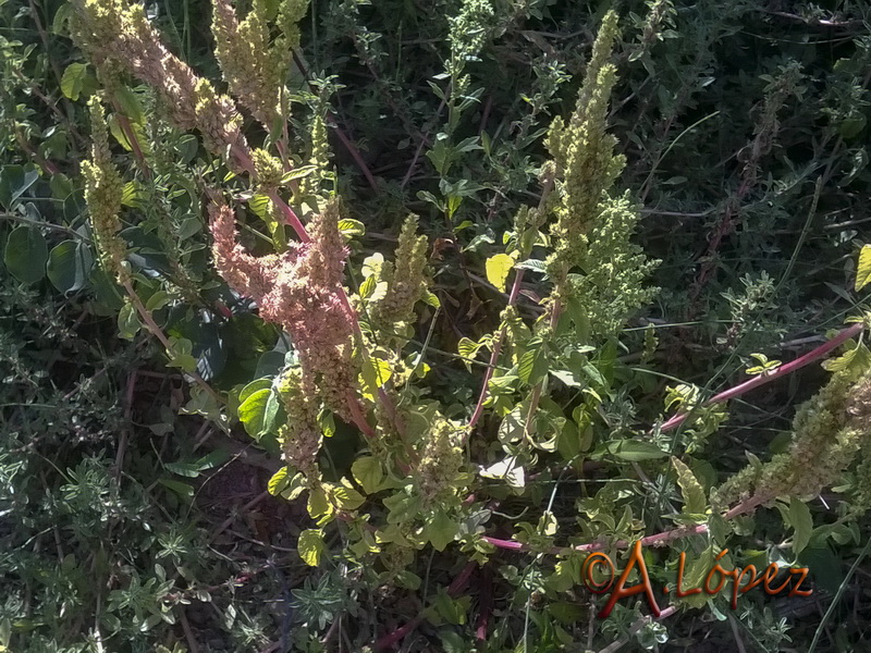 Amaranthus retroflexus.02